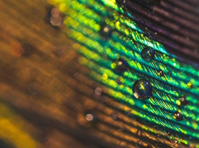 macro-image-peacock-feather-with-water-drops 1-min